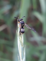Antepipona orbitalis