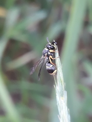 Antepipona orbitalis