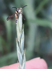 Antepipona orbitalis