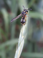 Antepipona orbitalis
