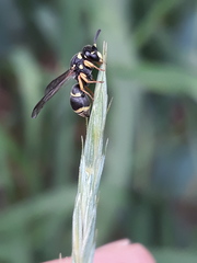 Antepipona orbitalis