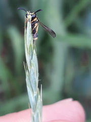 Antepipona orbitalis