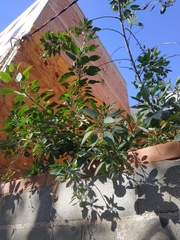 Nicotiana glauca