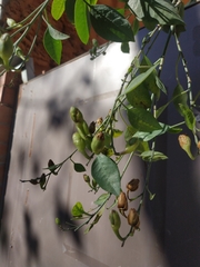 Nicotiana glauca