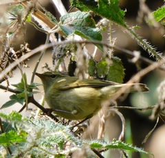 Phylloscopus pulcher