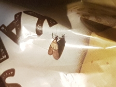 Plodia interpunctella