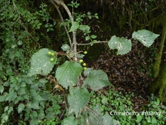 Viburnum betulifolium