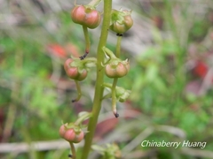 Pyrola morrisonensis
