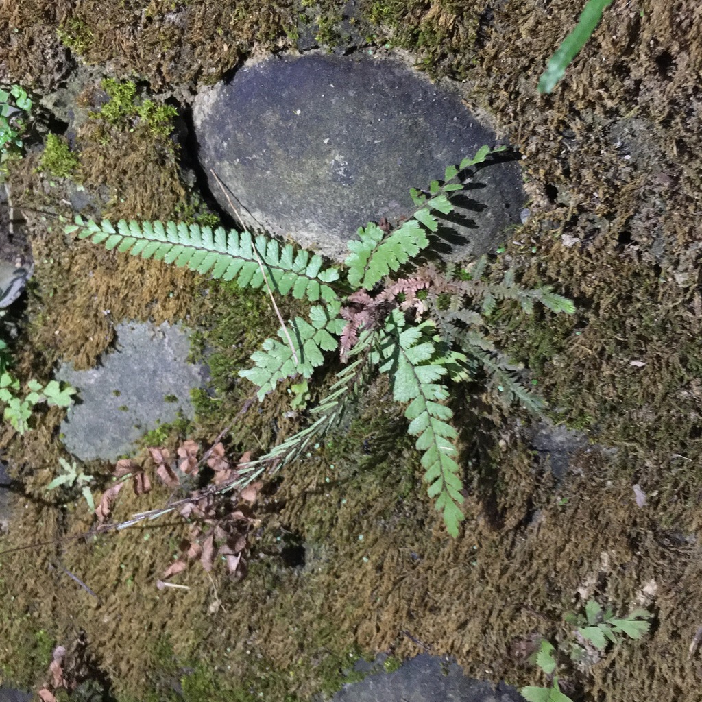 Philippense clade
