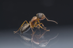 Myrmeurynota