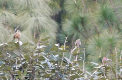 Carpodacus