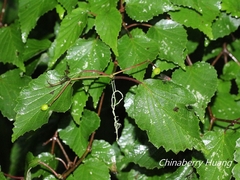 Viburnum betulifolium