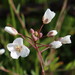 Dainty Sunspurge - Photo (c) Diana Studer, some rights reserved (CC BY), uploaded by Diana Studer