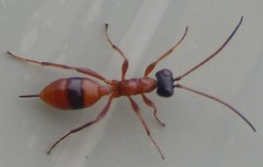 Gelis melanocephalus