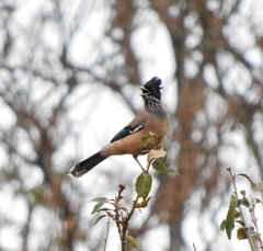 Garrulus lanceolatus