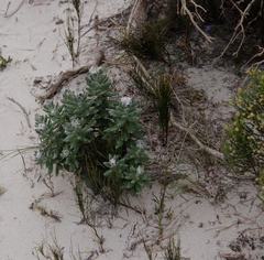 Senecio arniciflorus