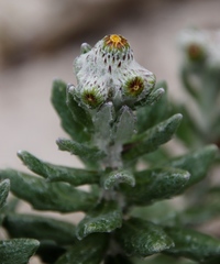 Senecio arniciflorus