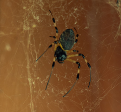 Nephilingis cruentata