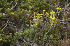 Senecio arniciflorus