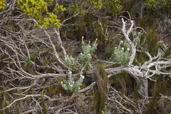 Senecio arniciflorus