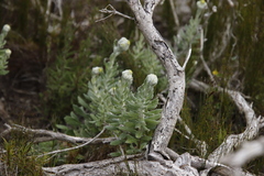 Senecio arniciflorus