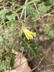 Tribulus zeyheri
