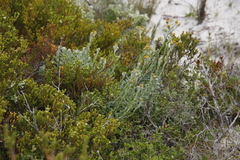 Senecio arniciflorus