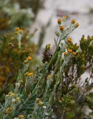 Senecio arniciflorus
