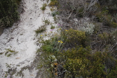 Senecio arniciflorus