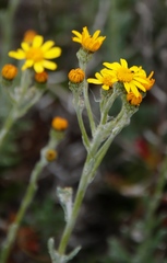 Senecio arniciflorus