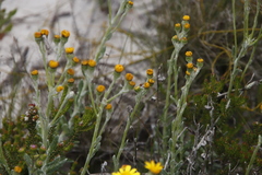 Senecio arniciflorus