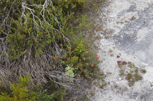 Image of Hermannia ternifolia by (c) Tony Rebelo, some rights reserved (CC BY-SA)