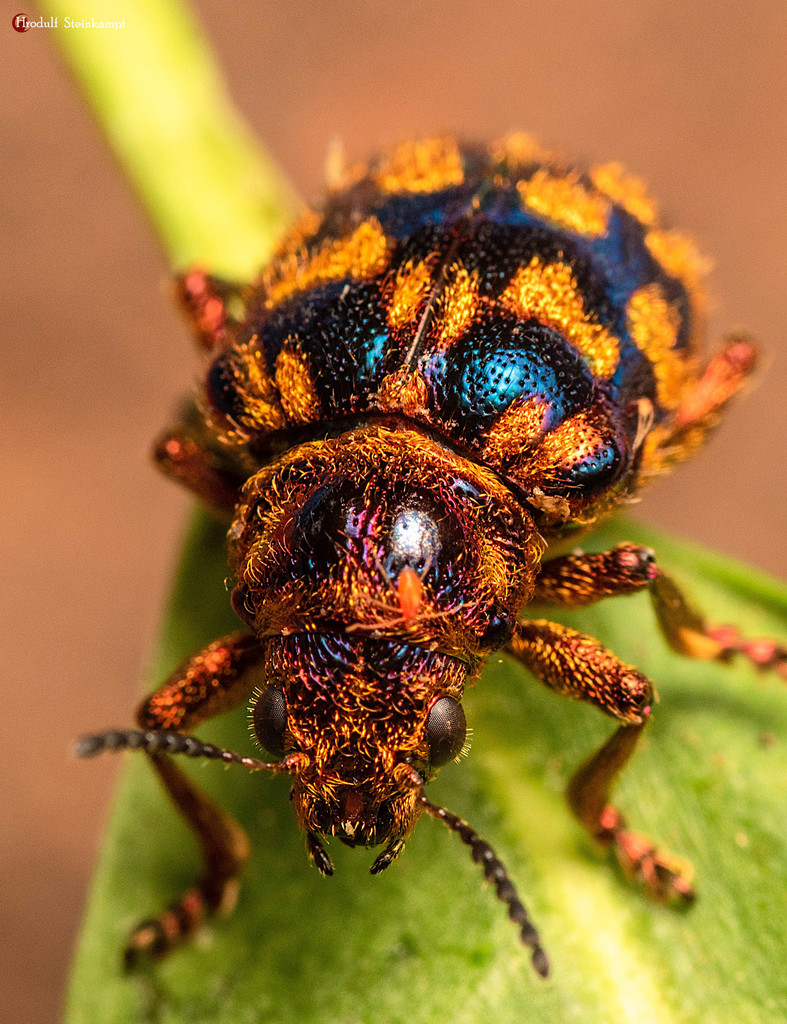Syricta