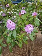 Rhododendron × hybridum