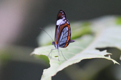 Dismorphia theucharila fortunata