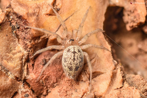 Putus dwarf round-headed spider