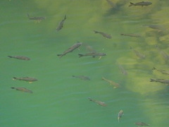 Cyprinus carpio