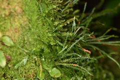 Cochlidium serrulatum