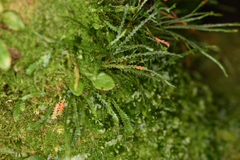 Cochlidium serrulatum