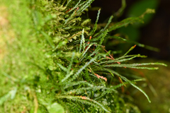 Cochlidium serrulatum