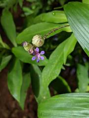Cuphea epilobiifolia