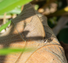 Cissia phronius