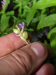 Cuphea epilobiifolia