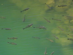Cyprinus carpio
