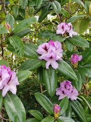 Rhododendron × hybridum