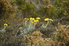 Senecio arniciflorus