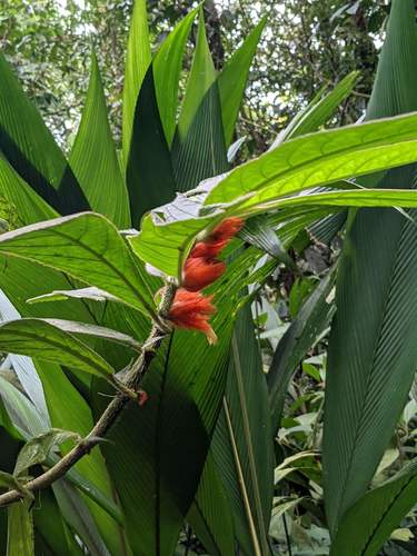 Purple Columnea (Columnea purpurata)