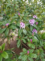 Rhododendron × hybridum