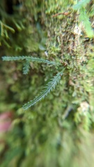 Cochlidium serrulatum