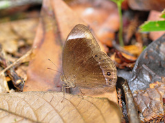 Mycalesis anaxias